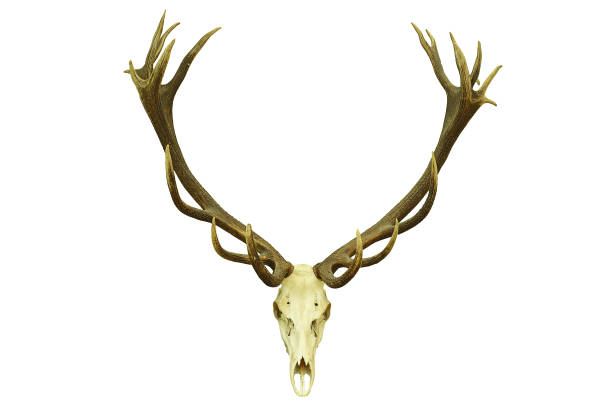 istock red deer hunting trophy with large antlers 854396892