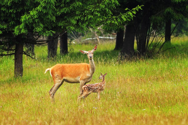 istock red deer family in a clearing, doe with young calf 854396914
