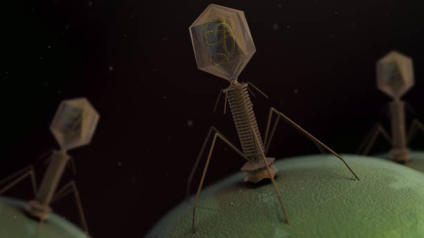 ilustración 3d de un virus t4 - bacteriófago fotografías e imágenes de stock