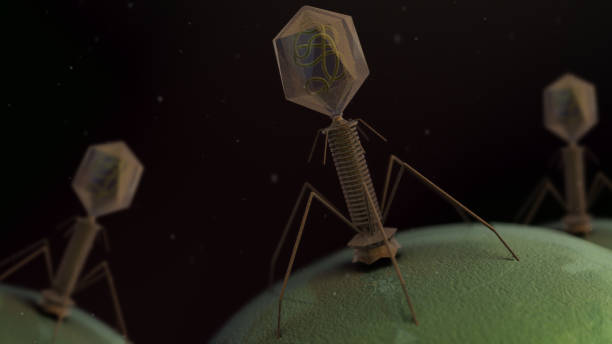 3D illustration of a T4 virus stock photo