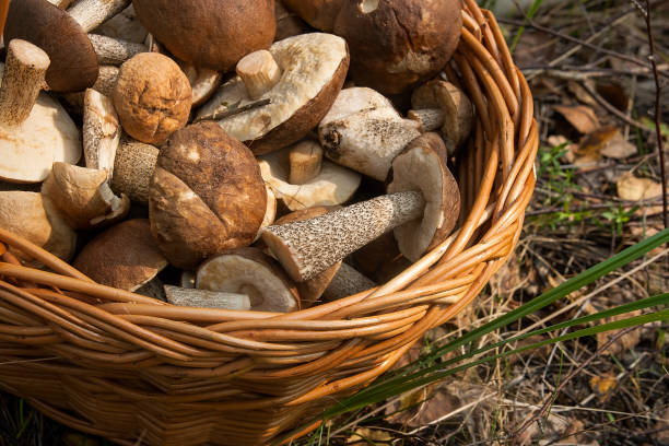istock Brown cap boletus in the wicker basket 854398486