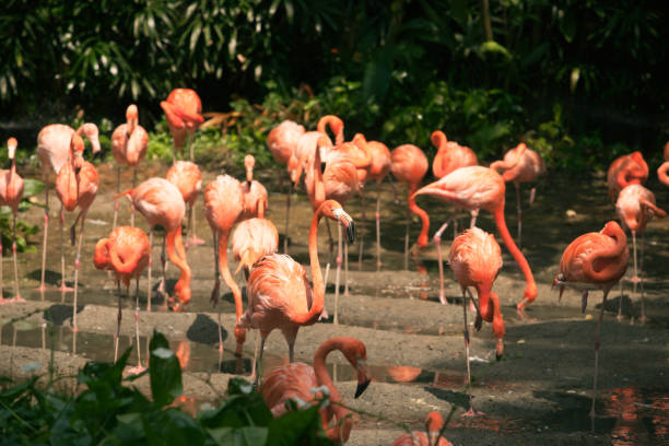 istock Pink flamingos walking around on the riverside. 854402156
