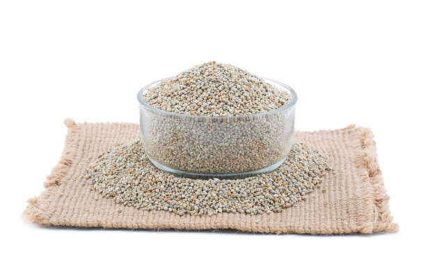 Pearl Millet or Bajra stock photo