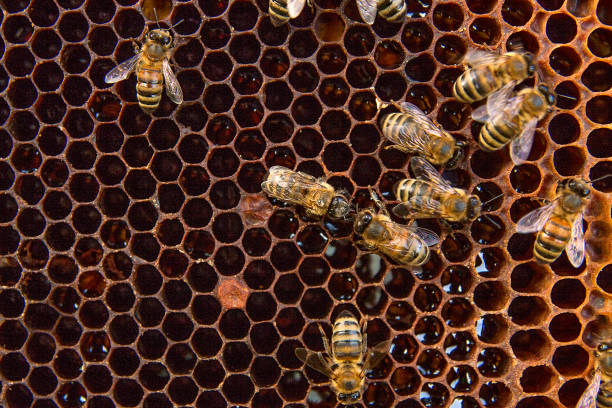 istock View of the working bees on the honeycomb 854402434