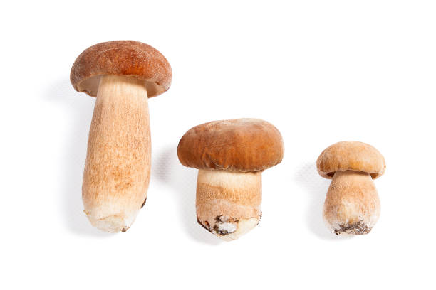 istock Several porcini mushrooms known as boletus edulis on white 854402592