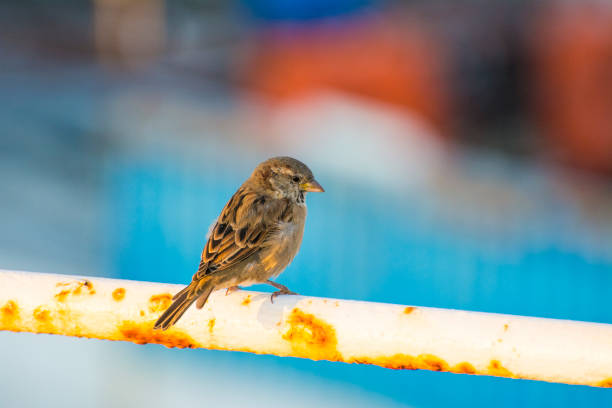 Cute sparrow on a rusty handrail looking at the camera