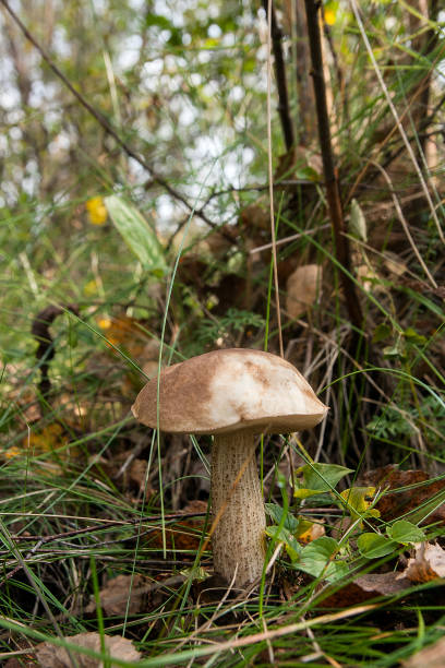istock Close up view of brown cap boletus growing in forest. 854405220