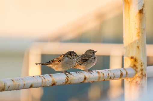 Two sparrows perching on a rusty handrail.