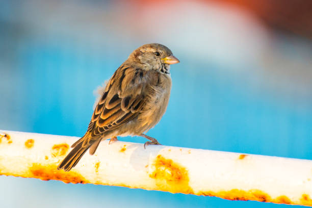 istock Cute sparrow on a rusty handrail close-up 854405914