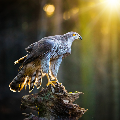 Taxon name: Mainland Wedge-tailed Eagle\nTaxon scientific name: Aquila audax audax\nLocation: Sturt National Park, NSW, Australia