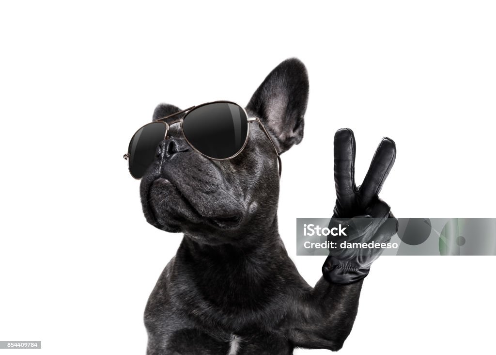 Hund mit Sonnenbrille und Frieden Finger posieren - Lizenzfrei Humor Stock-Foto