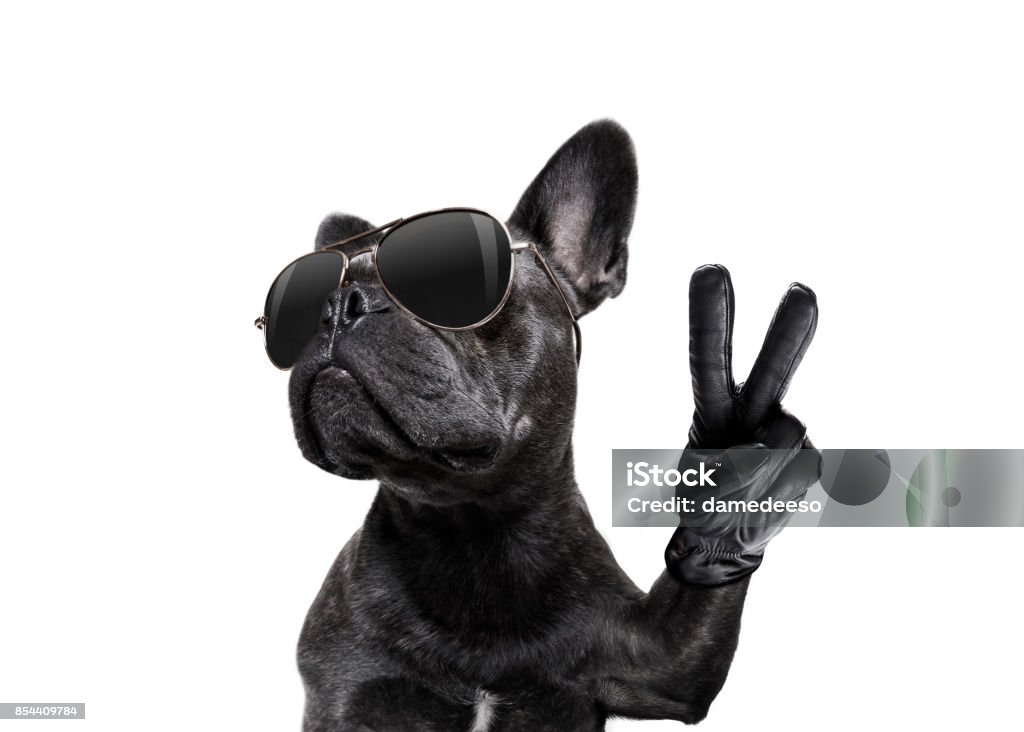 posant le chien avec les lunettes de soleil et de la paix les doigts - Photo de Humour libre de droits