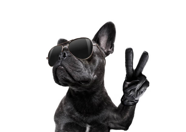 posing dog with sunglasses and peace fingers cool trendy posing french bulldog with sunglasses looking up like a model , with peace or victory fingers , isolated on white man made object stock pictures, royalty-free photos & images