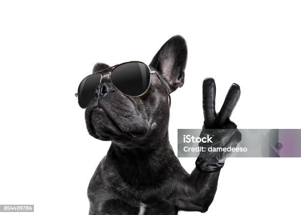 Posing Dog With Sunglasses And Peace Fingers Stock Photo - Download Image Now - Humor, Dog, Animal