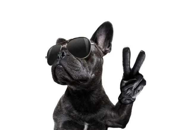 Photo of posing dog with sunglasses and peace fingers