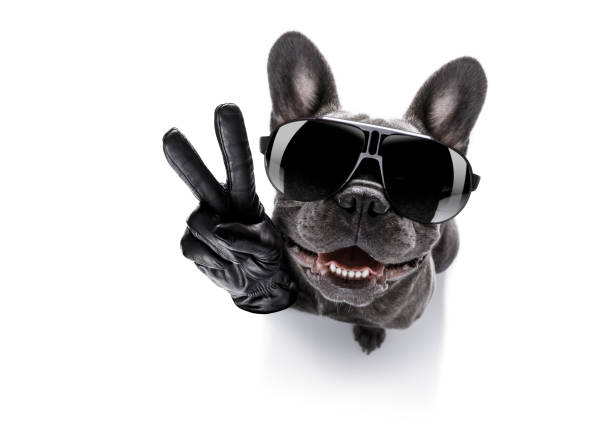 istock close up curious dog looks up 854410084