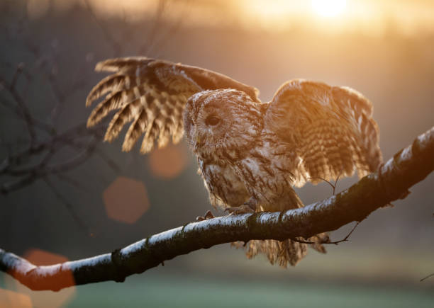Tawny Owl is sitting on birch branch