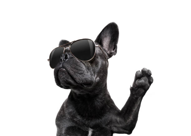 istock posing dog with sunglasses high five 854410292