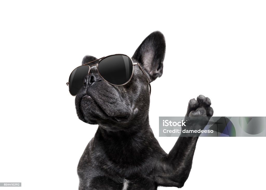 posando de cão com óculos de sol altos cinco - Foto de stock de Cão royalty-free