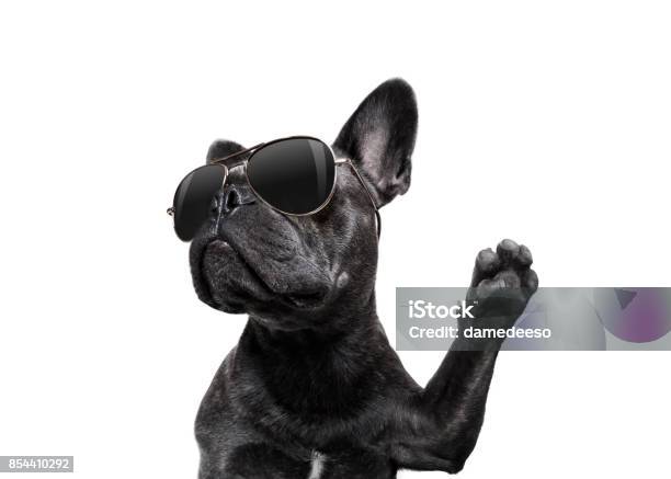 Foto de Posando De Cão Com Óculos De Sol Altos Cinco e mais fotos de stock de Cão - Cão, Pata com Garras, High-five
