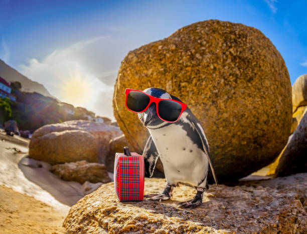 African Penguin with sunglasses at the beach curious african penguin with funny sunglasses and bag or hand luggage at boulders beach in south africa standing on a rock boulder beach western cape province photos stock pictures, royalty-free photos & images