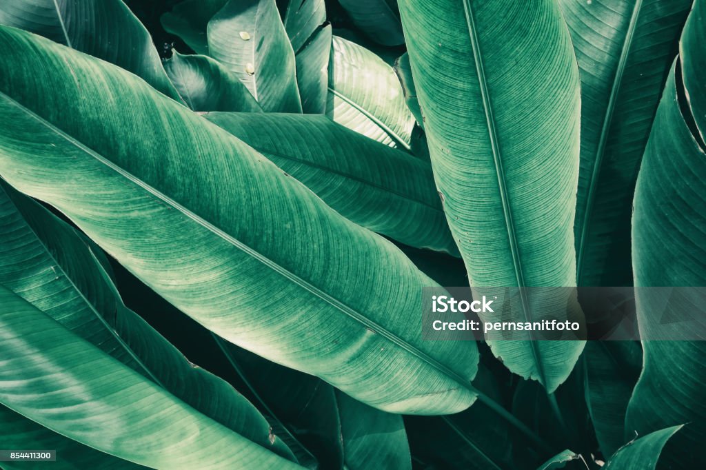 tropical leaves tropical foliage, adjust pale color Retro Style Stock Photo