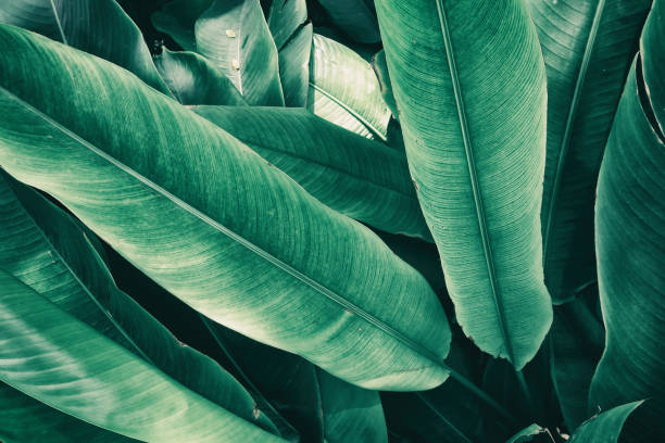 tropical leaves tropical foliage, adjust pale color tropical flower photos stock pictures, royalty-free photos & images