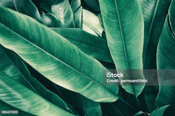 Tropical Leaves Stock Photo - Download Image Now - Retro Style, Backgrounds, Nature