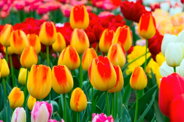 istock Tulip flowerbed, red, yellow, white panorama 854411318