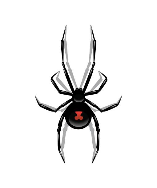 illustrations, cliparts, dessins animés et icônes de araignée noire isolée sur fond blanc. objet vectoriel. - arachnophobia