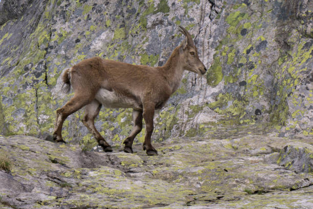 istock Capra ibex in the natural environment. French Alps. 854417976