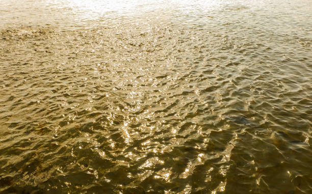 rivière de golden - resound photos et images de collection