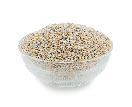Close up of fresh and healthy Pearl Millet or Bajra
