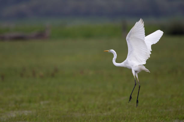 istock The Great egret (Ardea alba) taking off from a grassfield 854421804