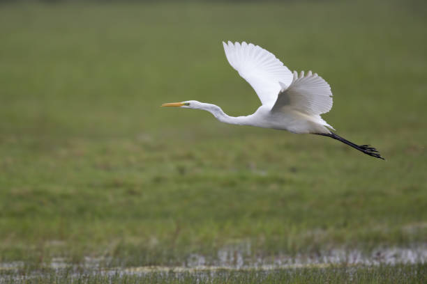 istock The Great egret (Ardea alba) taking off from a grassfield 854421896