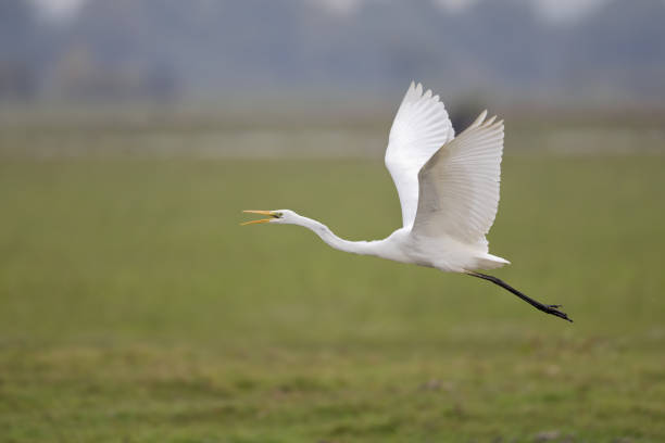 istock The Great egret (Ardea alba) taking off from a grassfield 854421954
