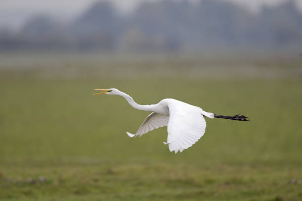 istock The Great egret (Ardea alba) taking off from a grassfield 854422094