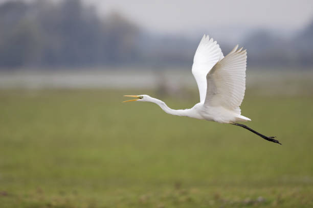 istock The Great egret (Ardea alba) taking off from a grassfield 854422152