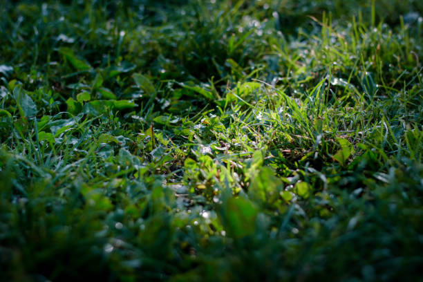 istock Green grass lawn background with dew drops 854433766