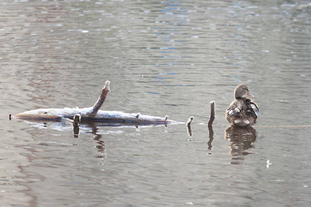 istock Duck sitting on branch in lake 854435628