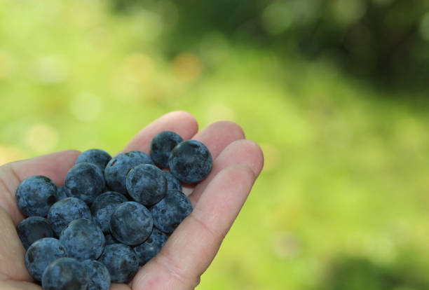 istock a handful of sloe berries 854436442