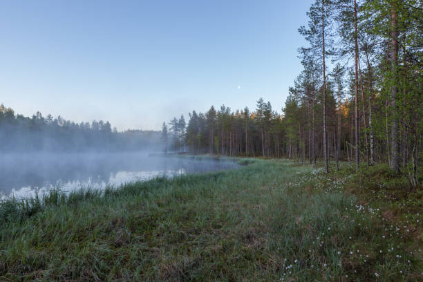 istock Foggy morning at forest pond 854442866