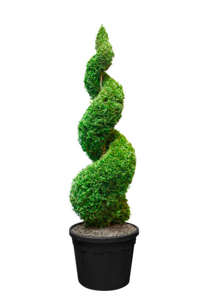 istock Green cypress isolated on a white background, spiral, twisted, pyramidal figured, decorated, in a pot 854443120