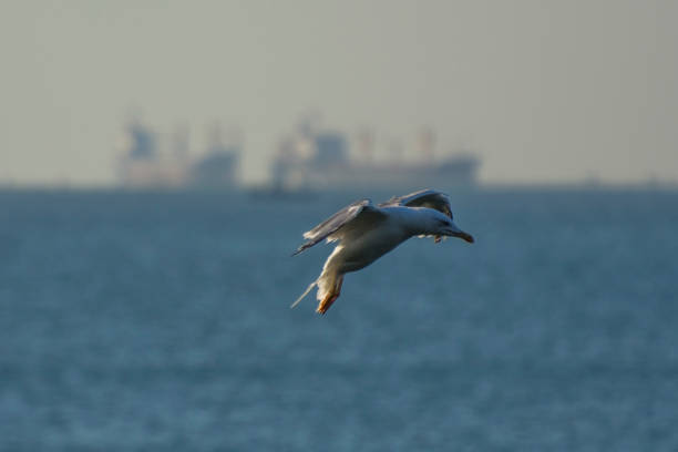 istock Seagull flying over the sea 854445316