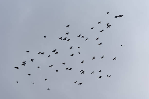 istock The black birds in flight in sky 854449656