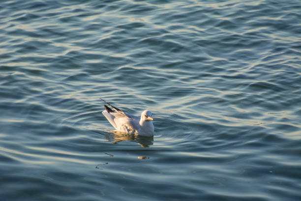 Beautiful geagull floating in the sea on sunrise.