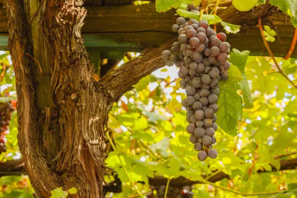 the geometric pattern of the grapevines