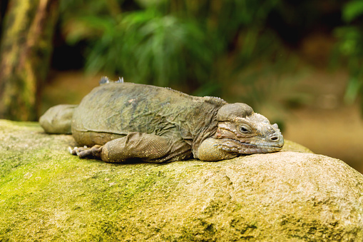 The rhinoceros iguana (Cyclura cornuta) sleeping on rock.