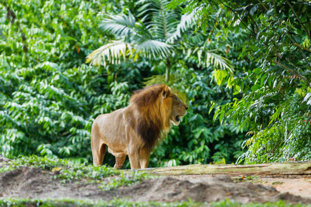 istock The lion (Panthera leo) in jungle forest. 854460794