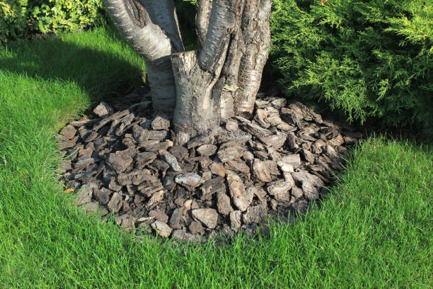 istock Chips of wooden bark used for mulching the ground around tree trunk 854462964